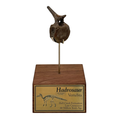 Hadrosaur Caudal Vertebra