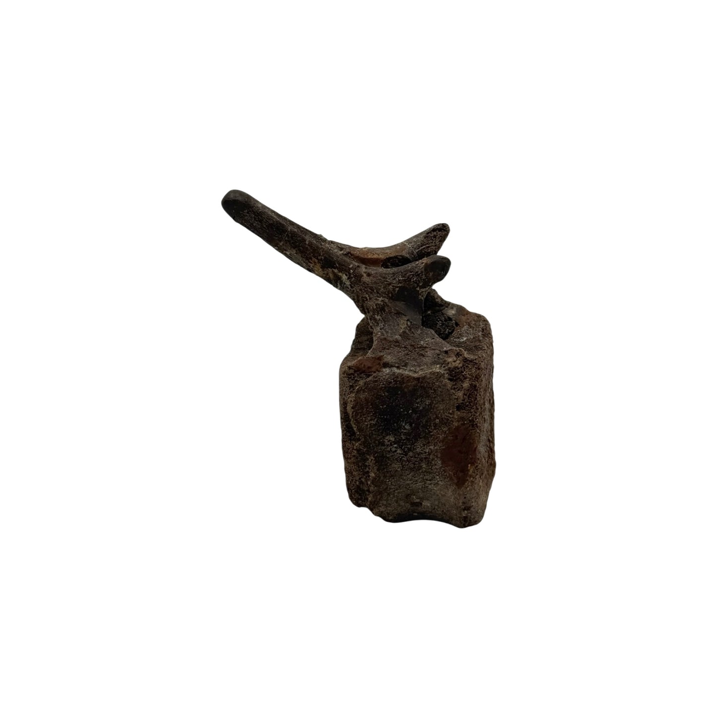 Hadrosaur Caudal Vertebra
