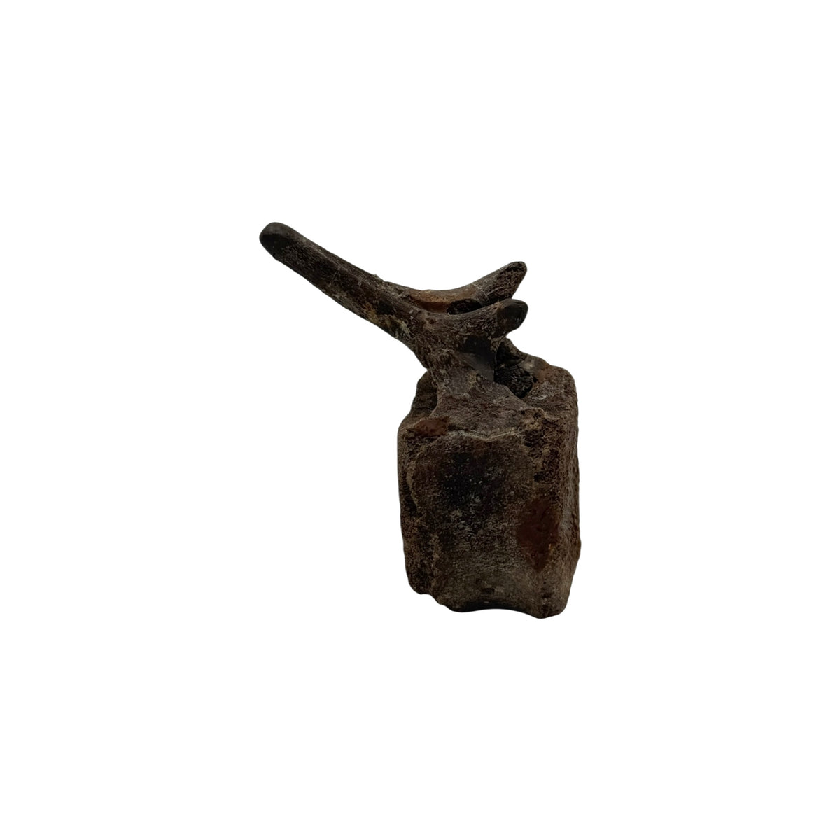 Hadrosaur Caudal Vertebra