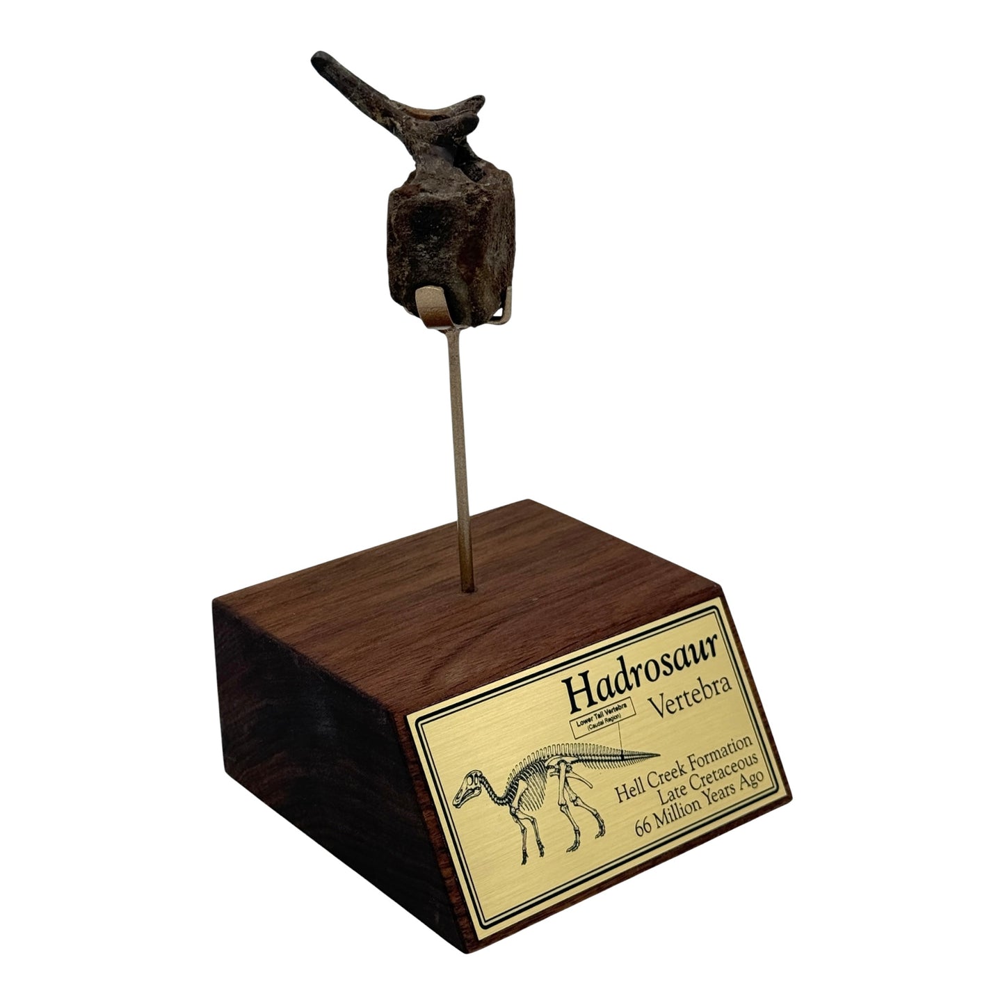Hadrosaur Caudal Vertebra