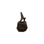 Hadrosaur Caudal Vertebra