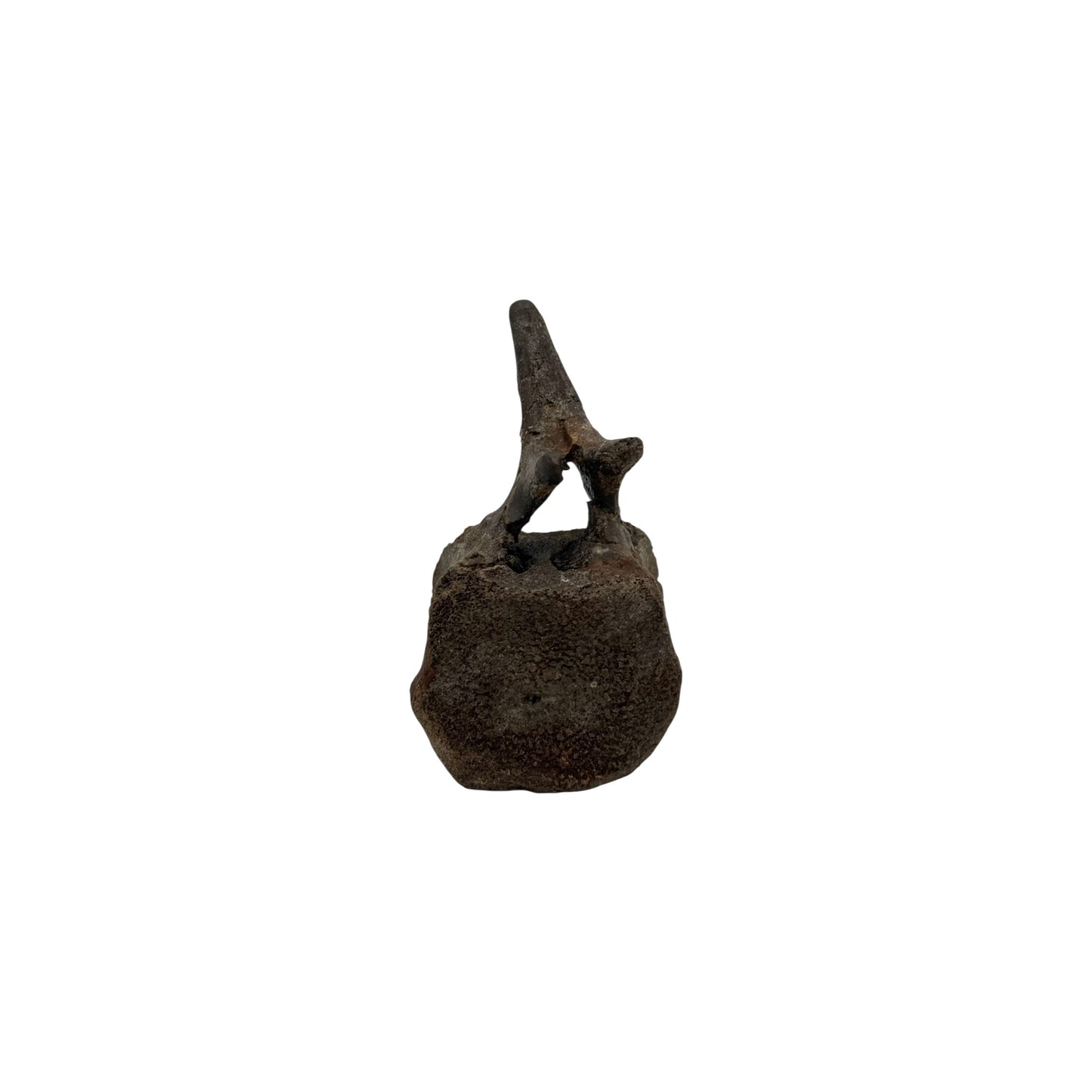 Hadrosaur Caudal Vertebra
