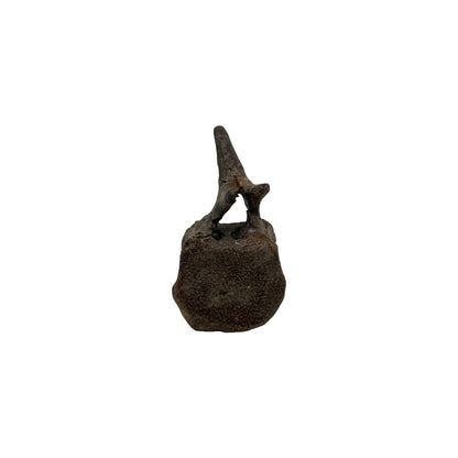 Hadrosaur Caudal Vertebra