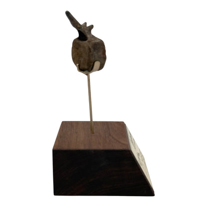 Hadrosaur Caudal Vertebra