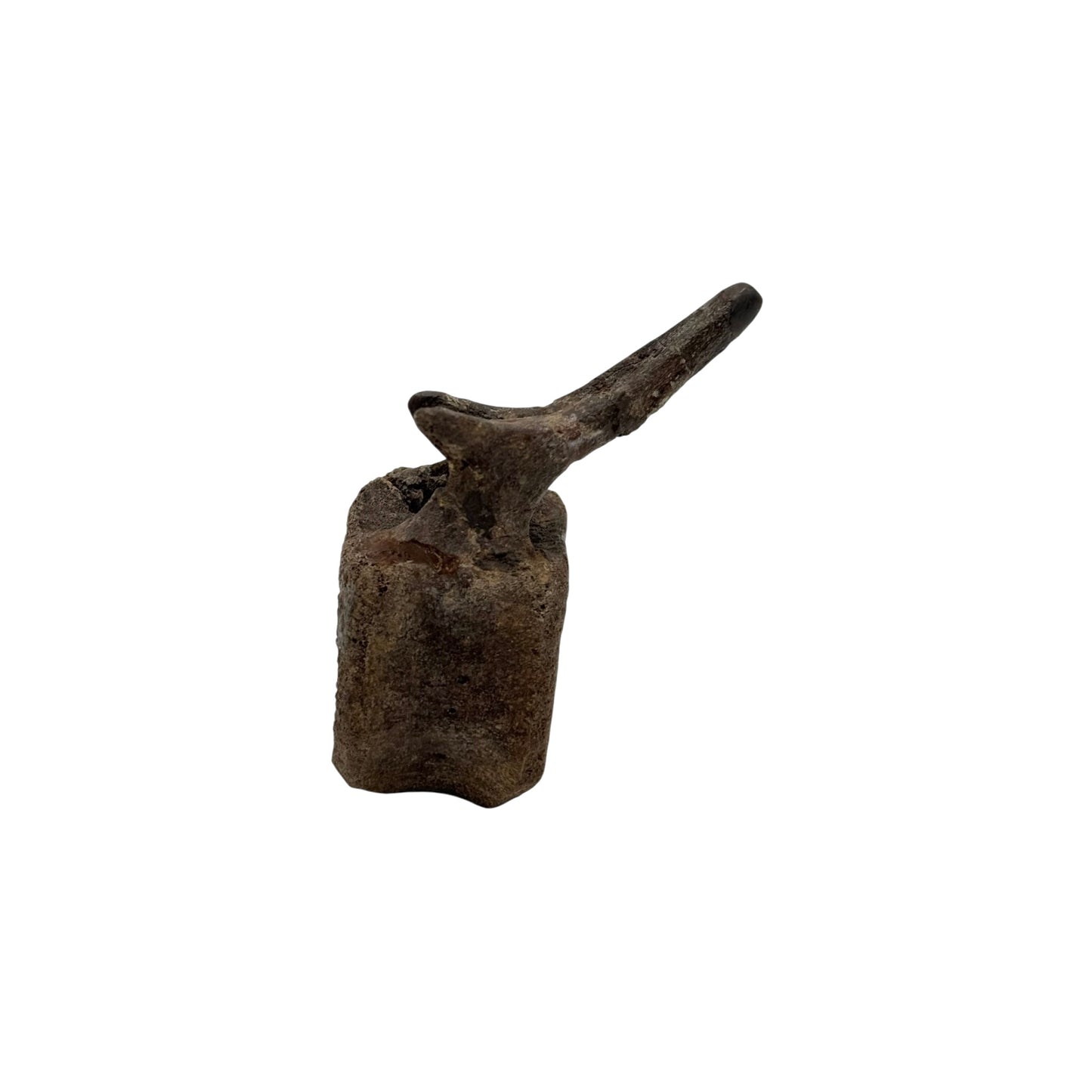 Hadrosaur Caudal Vertebra