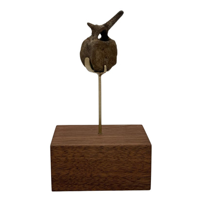 Hadrosaur Caudal Vertebra
