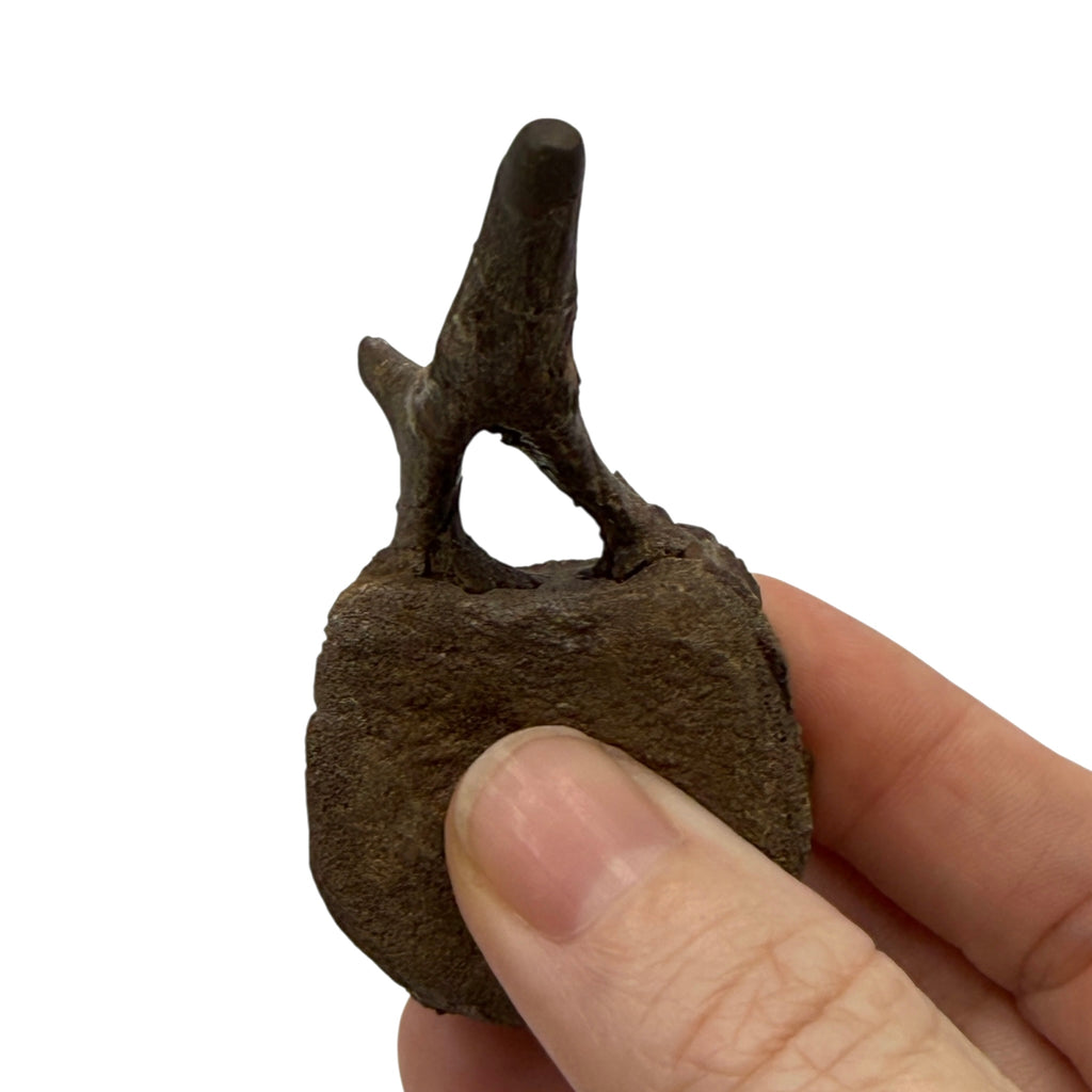 Hadrosaur Caudal Vertebra