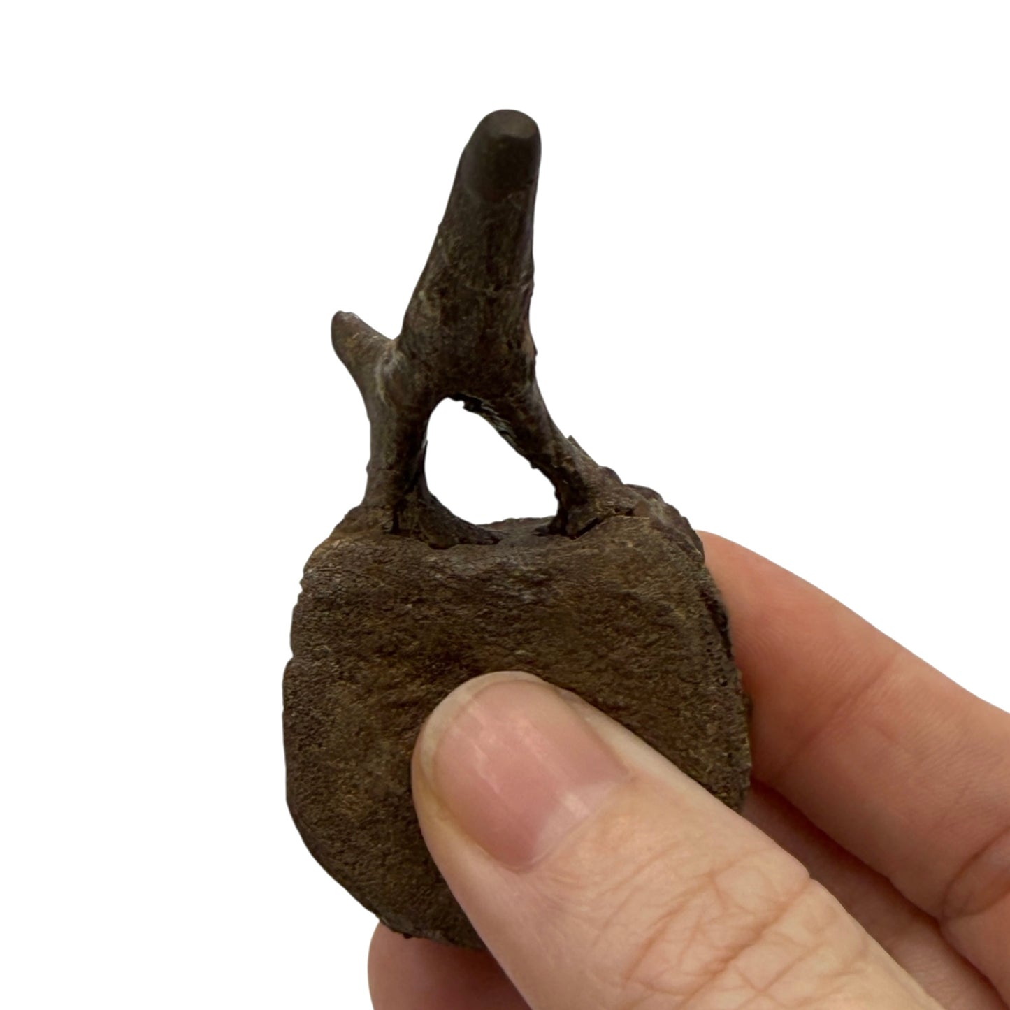 Hadrosaur Caudal Vertebra