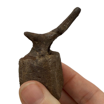 Hadrosaur Caudal Vertebra