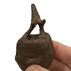 Hadrosaur Caudal Vertebra