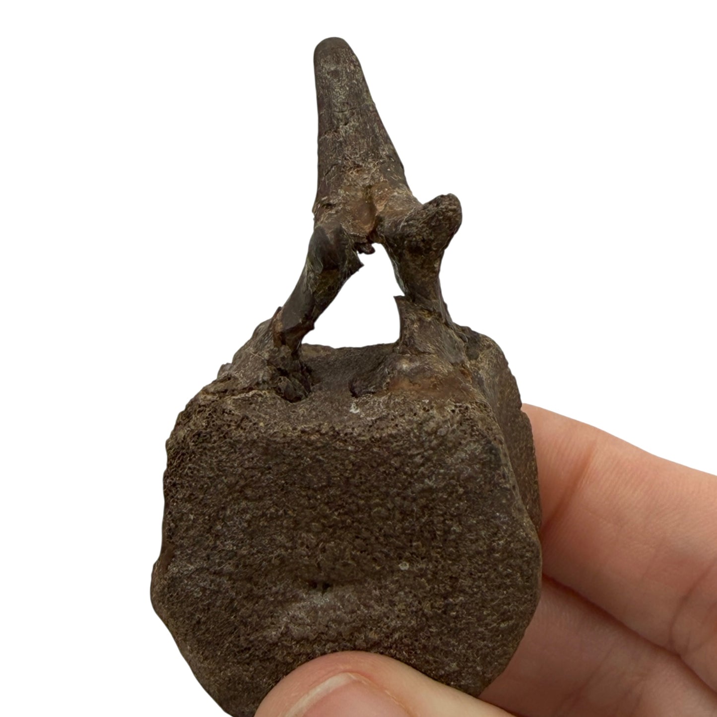 Hadrosaur Caudal Vertebra
