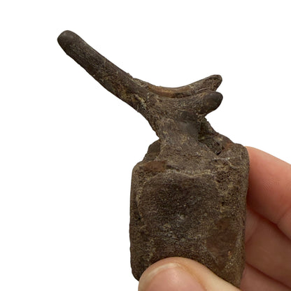 Hadrosaur Caudal Vertebra