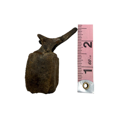 Hadrosaur Caudal Vertebra