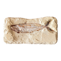 Fossil Fish Plate (Halec)