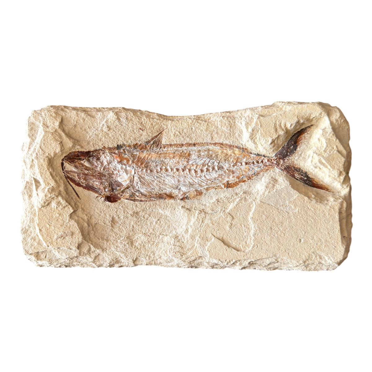 Fossil Fish Plate (Halec)
