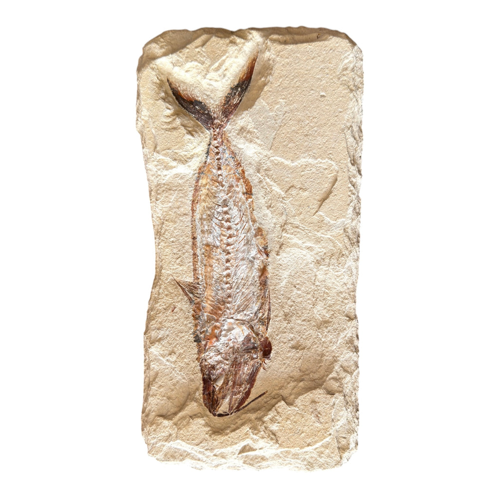 Fossil Fish Plate (Halec)