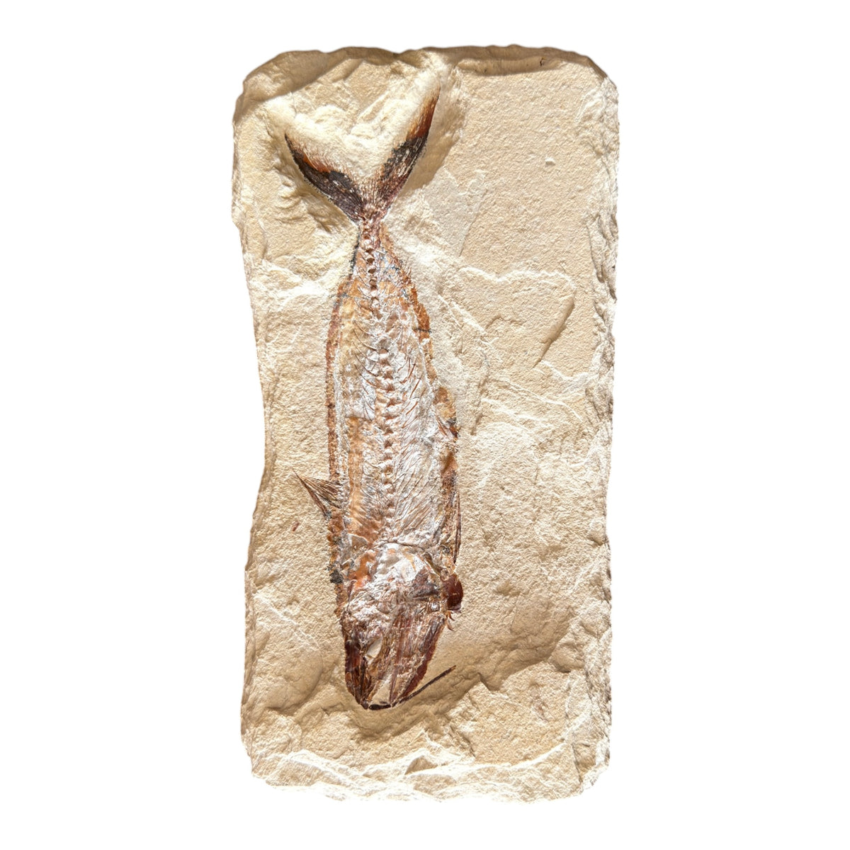 Fossil Fish Plate (Halec)