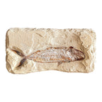 Fossil Fish Plate (Halec)