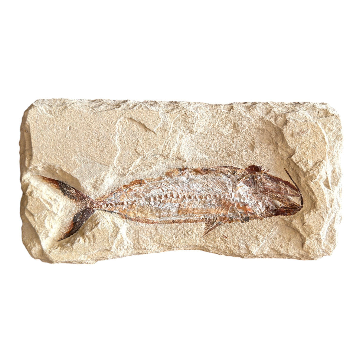 Fossil Fish Plate (Halec)