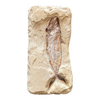 Fossil Fish Plate (Halec)