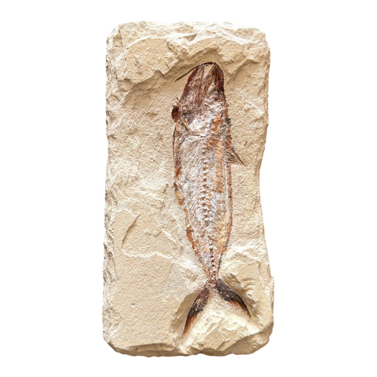Fossil Fish Plate (Halec)