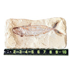 Fossil Fish Plate (Halec)