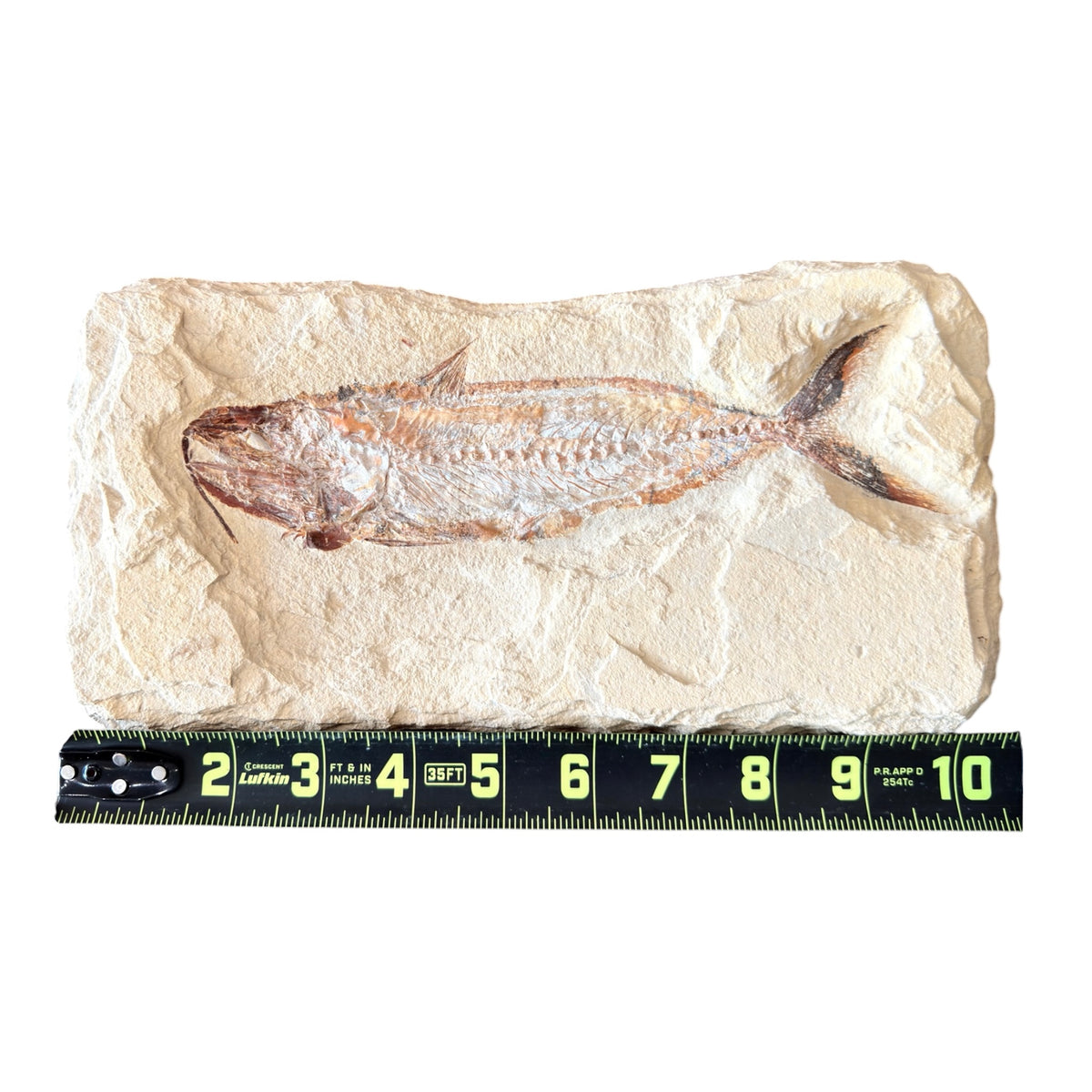 Fossil Fish Plate (Halec)