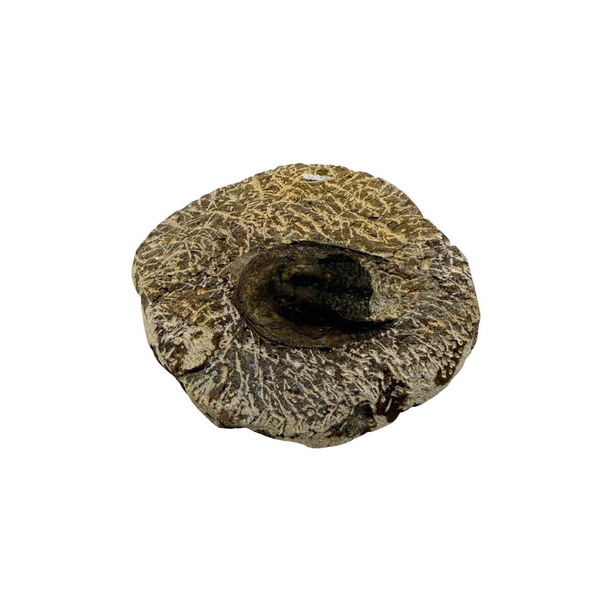 Harpides Trilobite Fossil