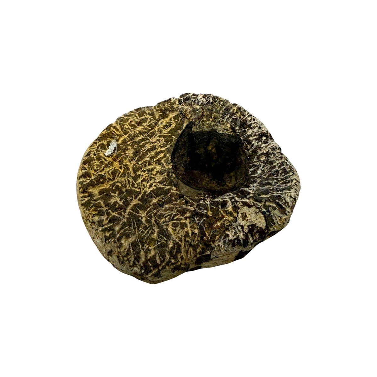 Harpides Trilobite Fossil