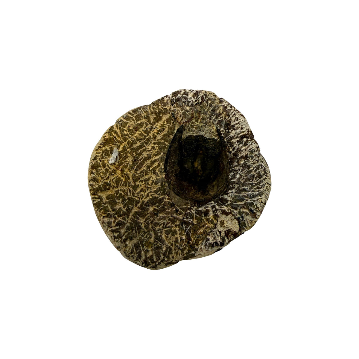 Harpides Trilobite Fossil