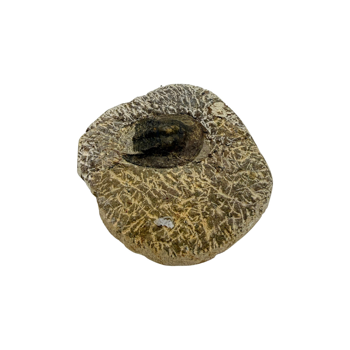 Harpides Trilobite Fossil