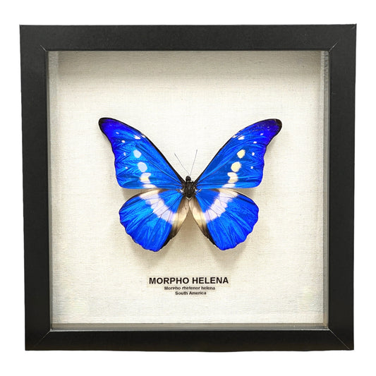 Helena Morpho Butterfly