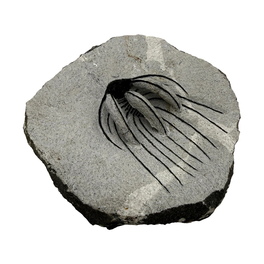 Spiny Heliopeltis Trilobite