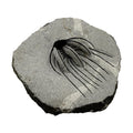 Spiny Heliopeltis Trilobite