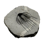 Spiny Heliopeltis Trilobite