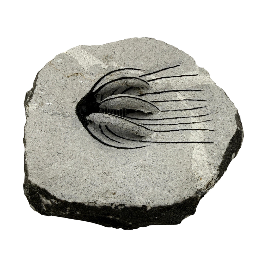 Spiny Heliopeltis Trilobite