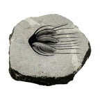 Spiny Heliopeltis Trilobite
