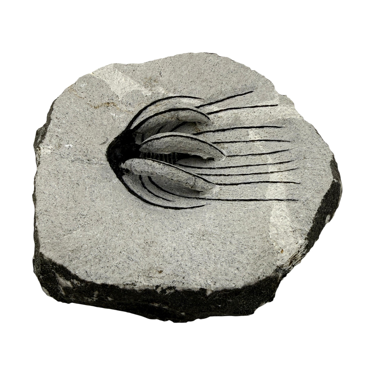 Spiny Heliopeltis Trilobite
