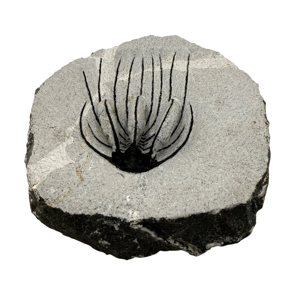 Spiny Heliopeltis Trilobite