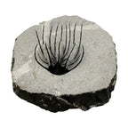 Spiny Heliopeltis Trilobite