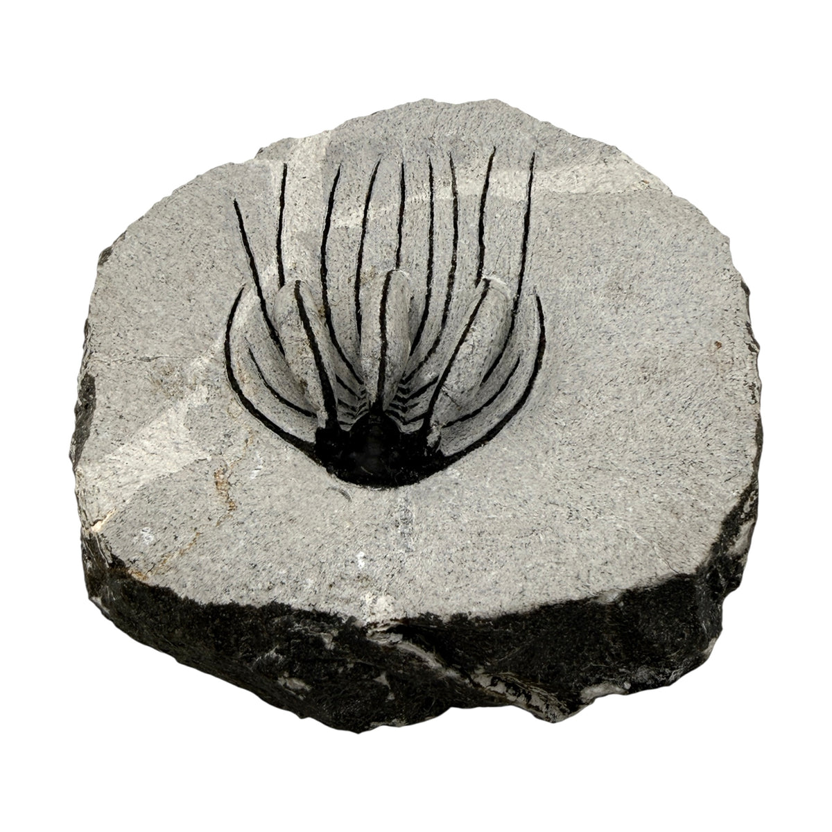 Spiny Heliopeltis Trilobite