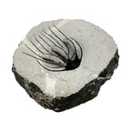 Spiny Heliopeltis Trilobite