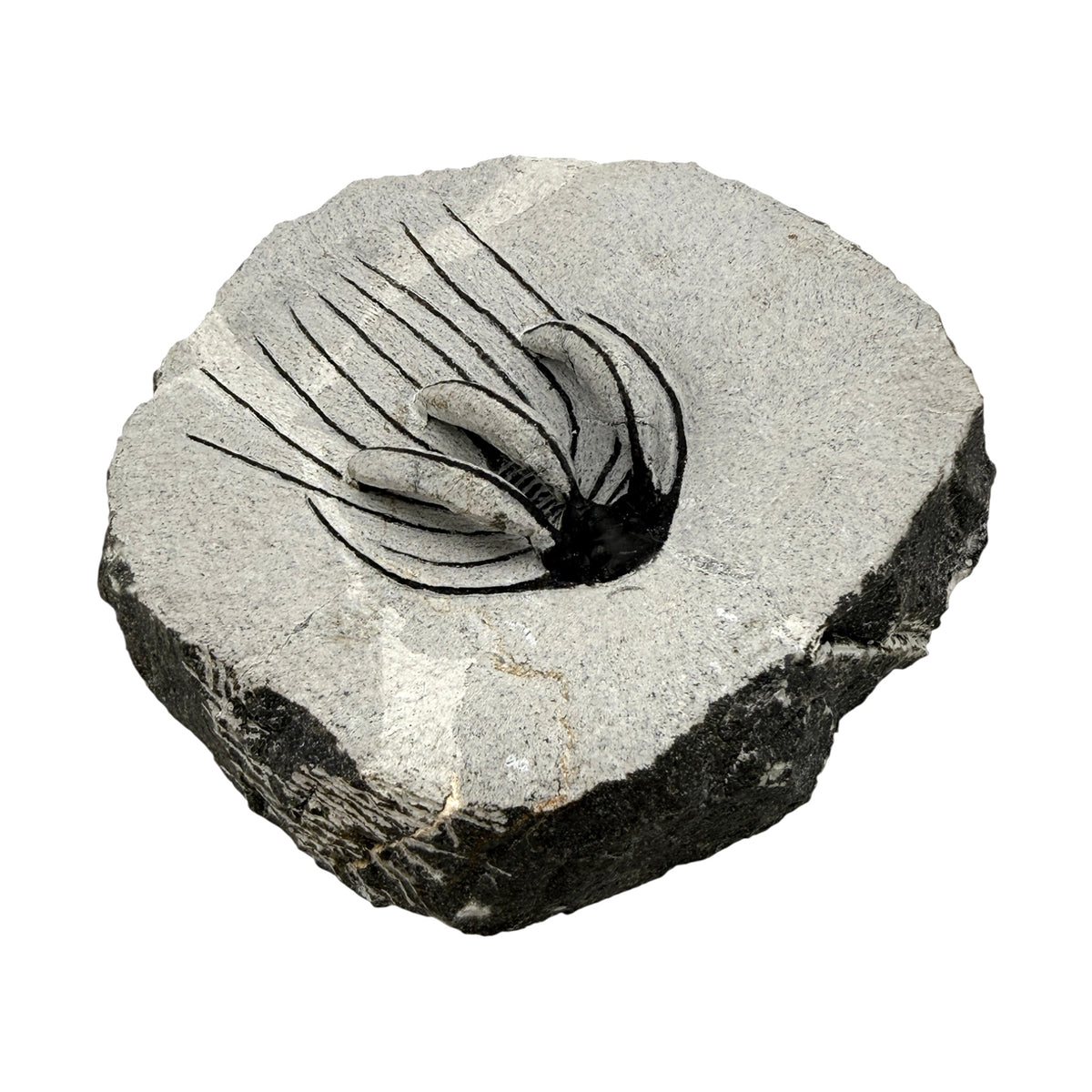 Spiny Heliopeltis Trilobite