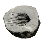 Spiny Heliopeltis Trilobite