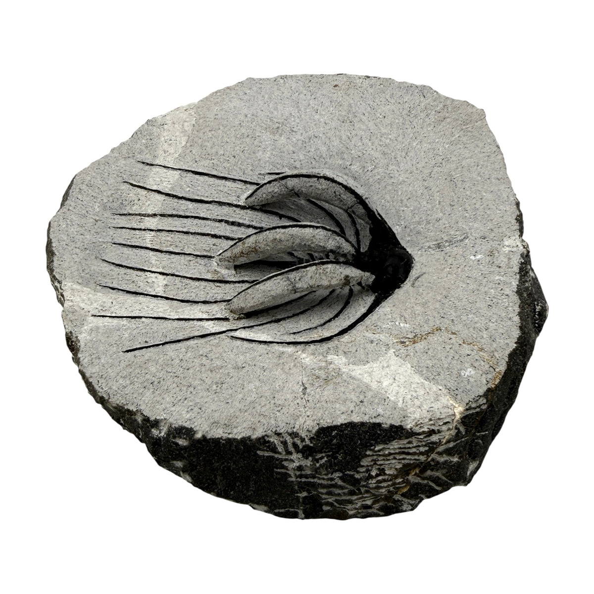 Spiny Heliopeltis Trilobite
