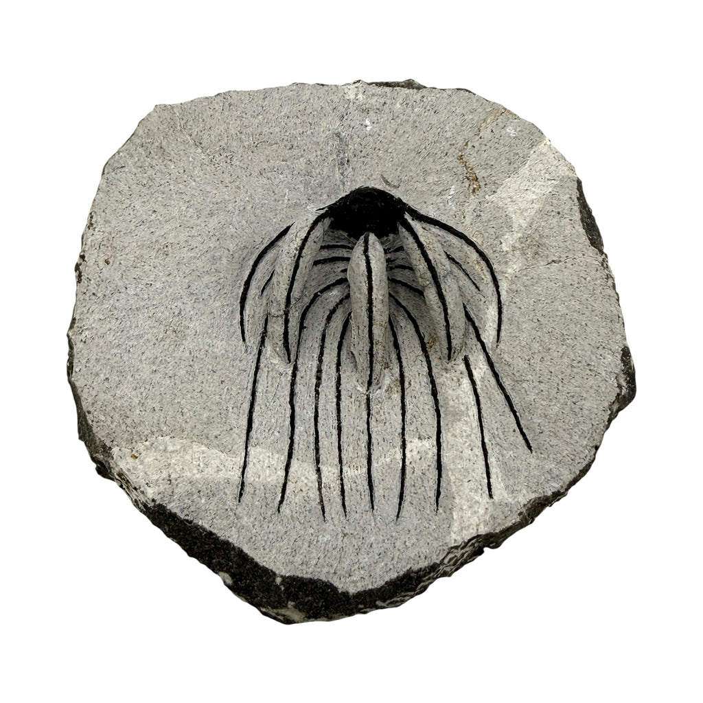 Spiny Heliopeltis Trilobite
