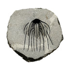 Spiny Heliopeltis Trilobite
