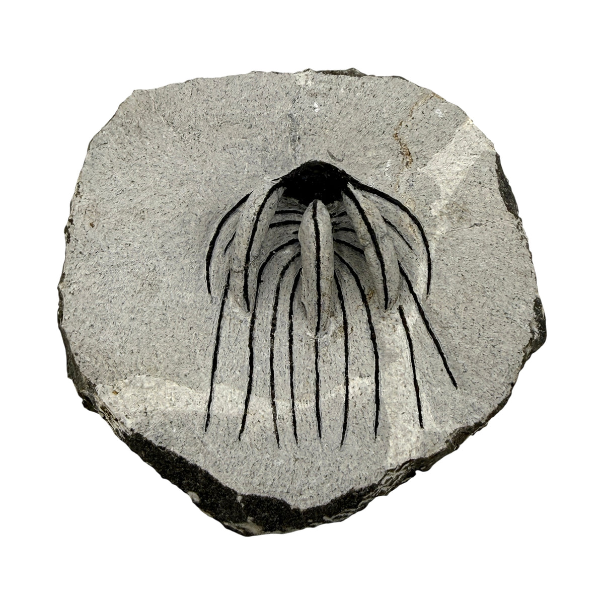 Spiny Heliopeltis Trilobite