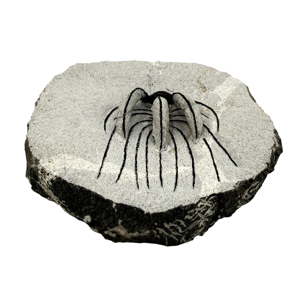 Spiny Heliopeltis Trilobite