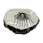 Spiny Heliopeltis Trilobite